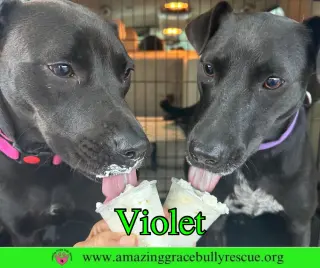 Violet
