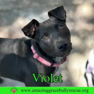 Violet