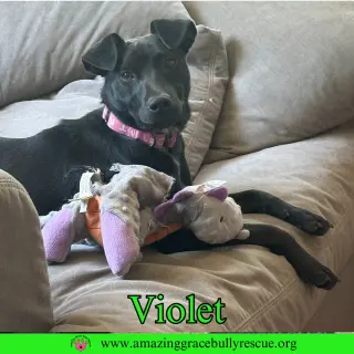 Violet
