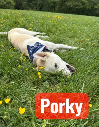 Porky Pig