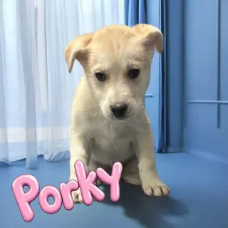 Porky Pig