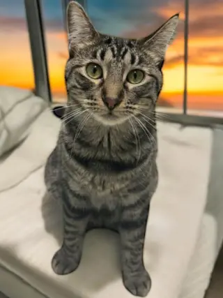 Iris
