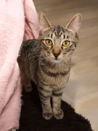 Iris
