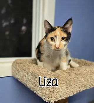 Liza