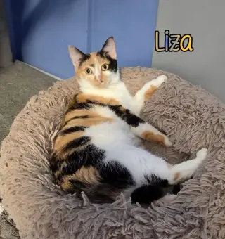Liza