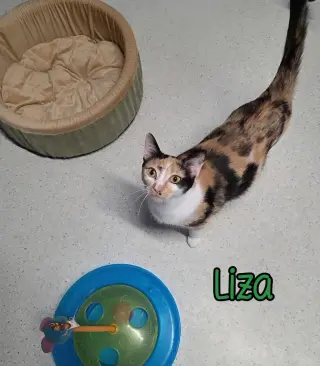 Liza