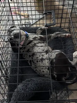 Maggie the Marvel -  GRAY/BLACK Catahoula JEWEL!