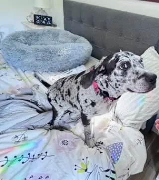 Maggie the Marvel -  GRAY/BLACK Catahoula JEWEL!