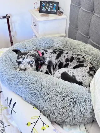 Maggie the Marvel -  GRAY/BLACK Catahoula JEWEL!