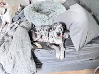 Maggie the Marvel -  GRAY/BLACK Catahoula JEWEL!