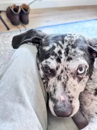 Maggie the Marvel -  GRAY/BLACK Catahoula JEWEL!