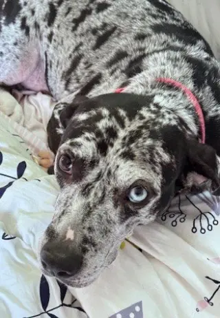 Maggie the Marvel -  GRAY/BLACK Catahoula JEWEL!