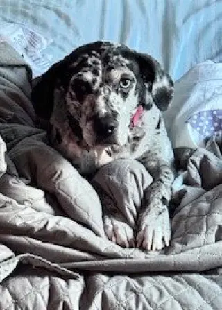 Maggie the Marvel -  GRAY/BLACK Catahoula JEWEL!