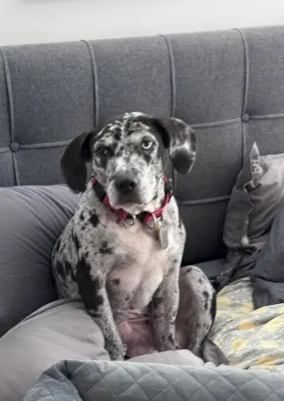 Maggie the Marvel -  GRAY/BLACK Catahoula JEWEL!