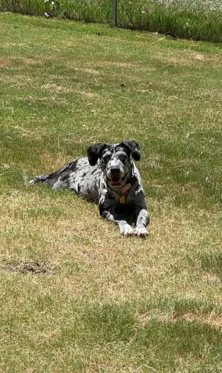 Maggie the Marvel -  GRAY/BLACK Catahoula JEWEL!