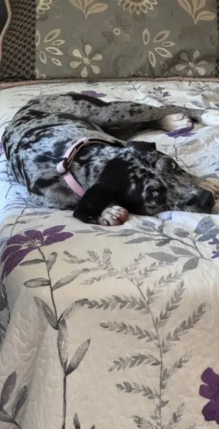 Maggie the Marvel -  GRAY/BLACK Catahoula JEWEL!