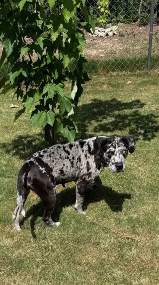 Maggie the Marvel -  GRAY/BLACK Catahoula JEWEL!