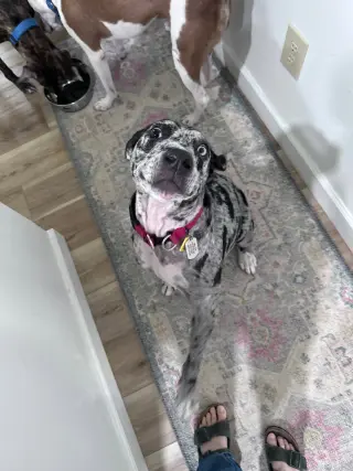 Maggie the Marvel -  GRAY/BLACK Catahoula JEWEL!