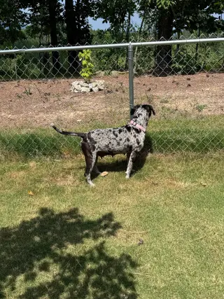 Maggie the Marvel -  GRAY/BLACK Catahoula JEWEL!