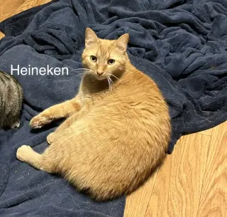 Heineken - AK