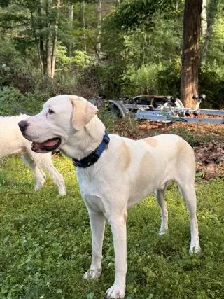 Biscuit