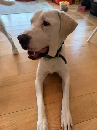 Biscuit