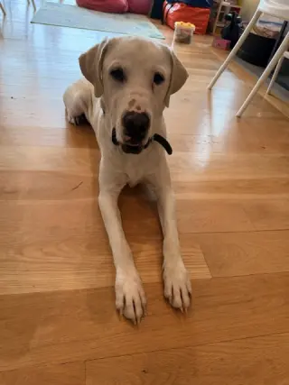 Biscuit