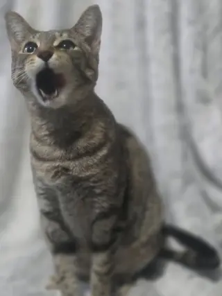 Fifi LaRue