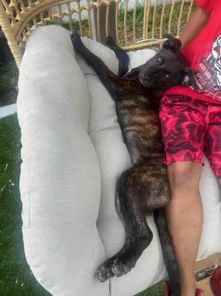 Remi