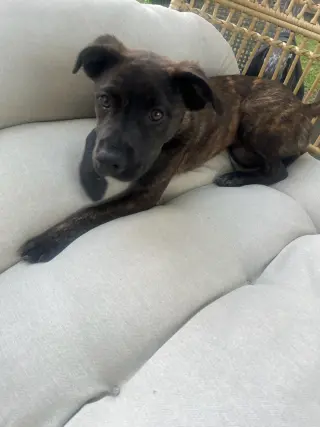 Remi