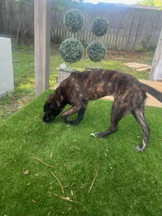 Remi