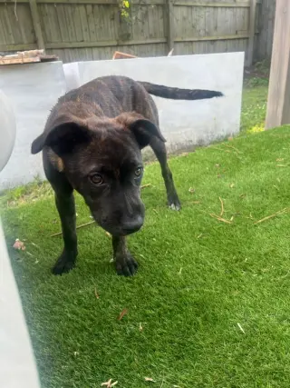 Remi