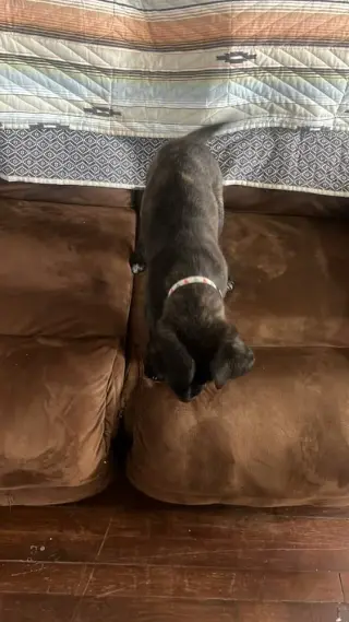 Remi