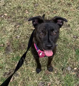 Remi
