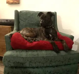 Remi