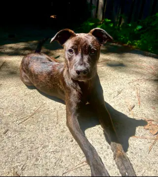 Remi
