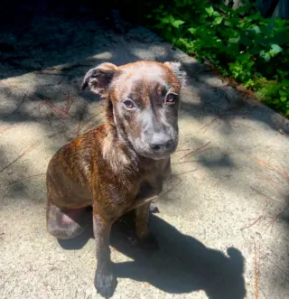 Remi