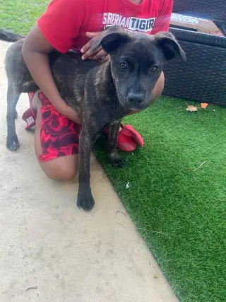 Remi