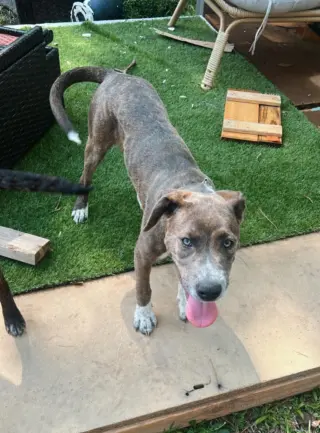 Peter Pan (Peter Pan Litter)