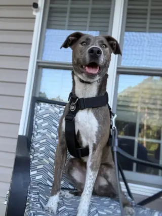Peter Pan (Peter Pan Litter)