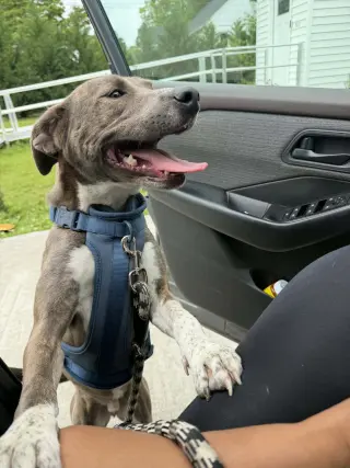 Peter Pan (Peter Pan Litter)