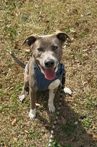 Peter Pan (Peter Pan Litter)