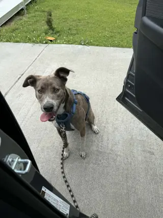 Peter Pan (Peter Pan Litter)