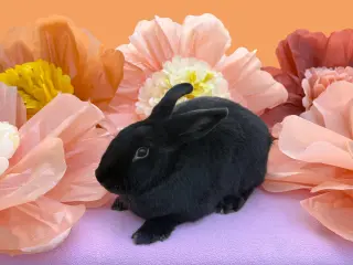 Chenille