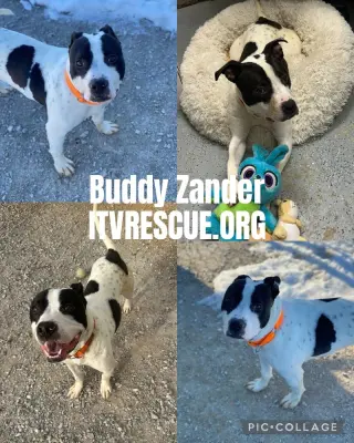 Buddy Zander