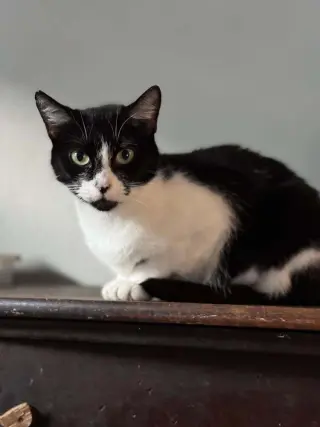 Heidi