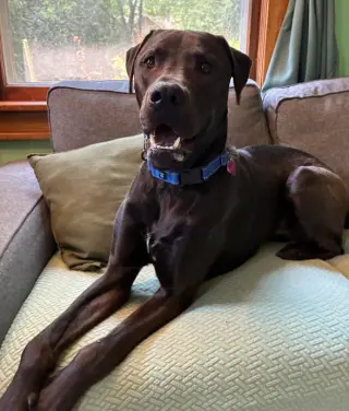 Beau