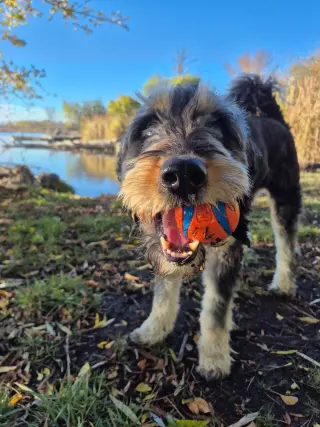 Odin