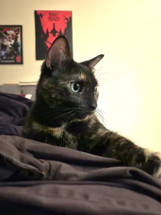 Cosmo
