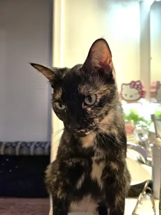 Cosmo